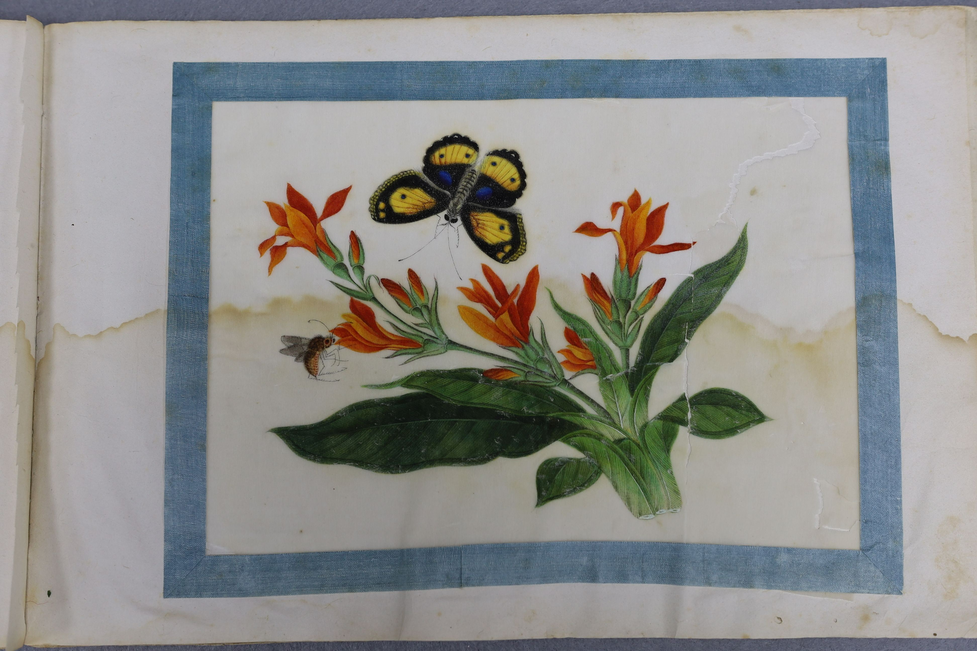 A Chinese album of ten pith paintings of birds amid butterflies, 19th century, Album 21.5cm x 34 cm